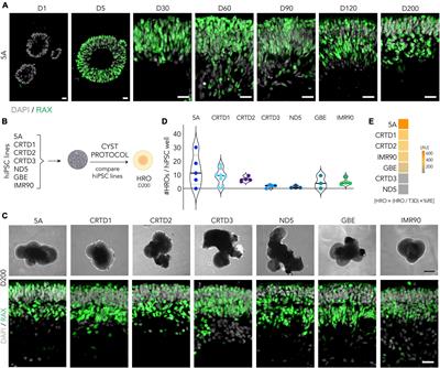 Reliability of human retina organoid generation from hiPSC-derived neuroepithelial cysts